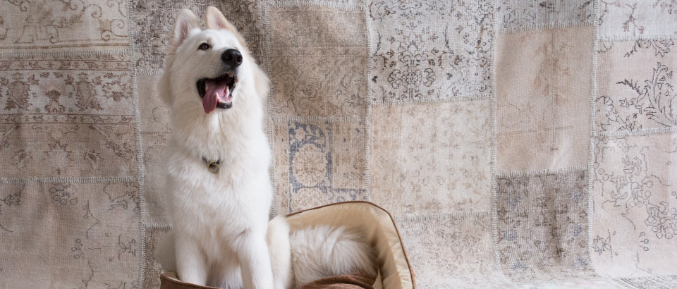 Decor Style | O melhor tapete que você pode escolher se tem pets em casa