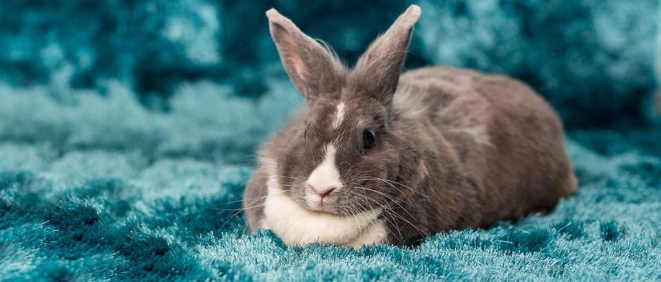 Tapetes e pets: tudo a ver!