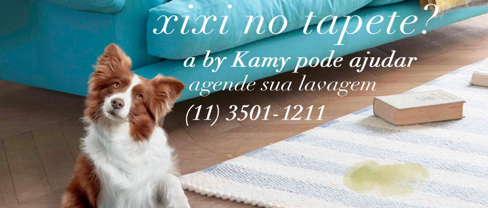 MSN Brasil | Dicas de tapetes para quem tem pets