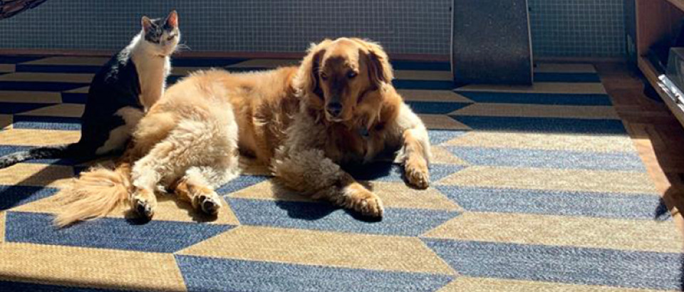 Correio do Estado | Confira dicas de como montar uma decoração à prova de pets